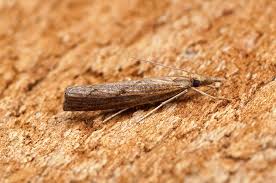 Attēlu rezultāti vaicājumam “Pediasia contaminella”