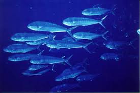 Image result for Euthynnus alletteratus