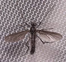 Attēlu rezultāti vaicājumam “Heteroptera”