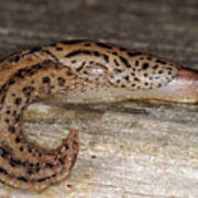 Attēlu rezultāti vaicājumam “Limax maximus”