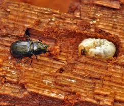 Attēlu rezultāti vaicājumam “Ceruchus chrysomelinus”