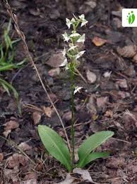 Attēlu rezultāti vaicājumam “Platanthera chlorantha”