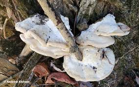 Attēlu rezultāti vaicājumam “Trametes suaveolens”