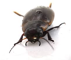 Attēlu rezultāti vaicājumam “Colymbetes paykulli”