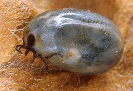 Attēlu rezultāti vaicājumam “Ixodes”