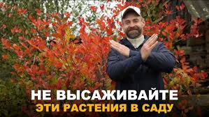 Attēlu rezultāti vaicājumam “Dianthus borbassii”