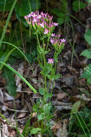 Image result for Centaurium erythraea