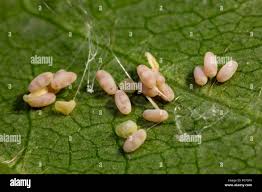 Attēlu rezultāti vaicājumam “Chrysopa eggs”