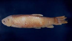 Image result for Mylopharyngodon piceus