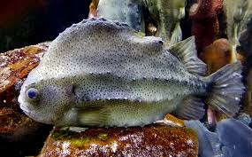 Image result for Cyclopterus lumpus