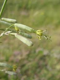 Attēlu rezultāti vaicājumam “Silene chlorantha”