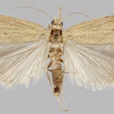 Attēlu rezultāti vaicājumam “Pediasia contaminella”