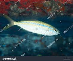 Image result for Elagatis bipinnulata