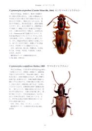 Attēlu rezultāti vaicājumam “Dendrophagus crenatus”