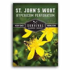 Image result for Hypericum perforatum