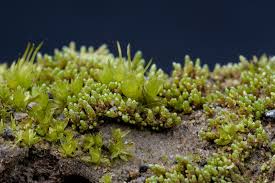 Attēlu rezultāti vaicājumam “Bryum amblyodon”