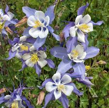 Image result for Aquilegia caerulea