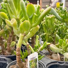 Image result for Crassula hobbit