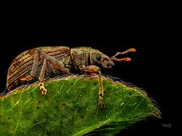 Attēlu rezultāti vaicājumam “Philopedon plagiatum”