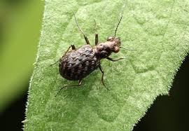 Attēlu rezultāti vaicājumam “Elaphrus cupreus”
