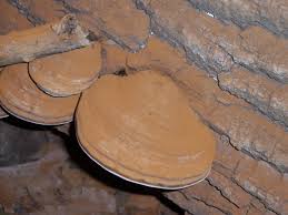 Attēlu rezultāti vaicājumam “Ganoderma applanatum”