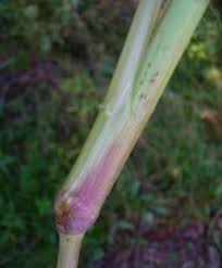 Attēlu rezultāti vaicājumam “Echinochloa crus-galli fruit”