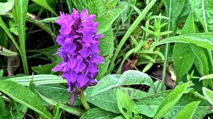 Attēlu rezultāti vaicājumam “Orchis mascula leaf”
