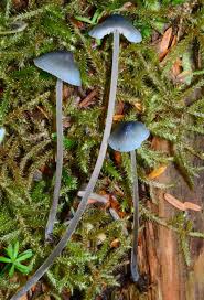 Attēlu rezultāti vaicājumam “Mycena amicta”