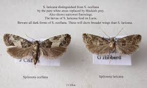 Attēlu rezultāti vaicājumam “Spilonota ocellana”