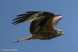 Image result for Milvus milvus