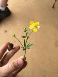 Attēlu rezultāti vaicājumam “Ranunculus auricomus leaf”