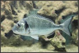 Image result for Sparus aurata