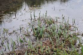 Attēlu rezultāti vaicājumam “Hippuris vulgaris”