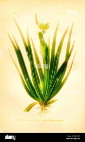 Attēlu rezultāti vaicājumam “Stratiotes aloides leaf”