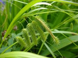 Attēlu rezultāti vaicājumam “Carex pseudocyperus fruit”