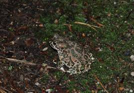 Attēlu rezultāti vaicājumam “Pseudepidalea viridis adult”