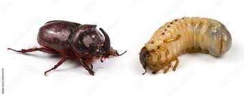 Attēlu rezultāti vaicājumam “Oryctes nasicornis larva”