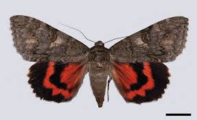 Attēlu rezultāti vaicājumam “Catocala nupta”