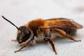 Attēlu rezultāti vaicājumam “Andrena haemorrhoa”
