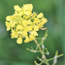 Attēlu rezultāti vaicājumam “Sinapis alba”