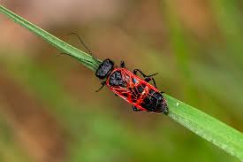 Attēlu rezultāti vaicājumam “Caenolyda reticulata”