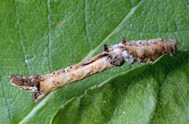 Attēlu rezultāti vaicājumam “Selenia dentaria larva”