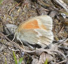 Attēlu rezultāti vaicājumam “Coenonympha tullia underside”