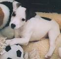 jack russell terrier dog - online dog encyclopedia - dogs in depth.