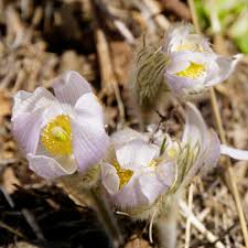 Attēlu rezultāti vaicājumam “Pulsatilla patens flower”