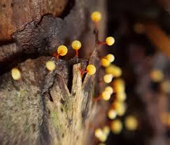 Attēlu rezultāti vaicājumam “Craterium leucocephalum var. scyphoides stalked”