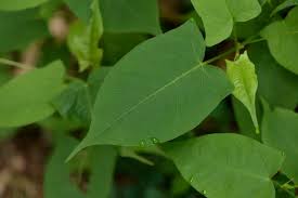 Attēlu rezultāti vaicājumam “Polygonum aviculare leaf”