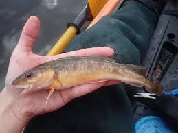 Image result for Microgadus tomcod