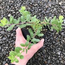 Attēlu rezultāti vaicājumam “Exobasidium uvae-ursi”