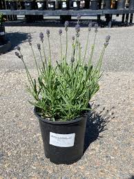 Attēlu rezultāti vaicājumam “Lavandula angustifolia”